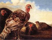CUYP, Aelbert Domestic Fowl  fg oil painting reproduction